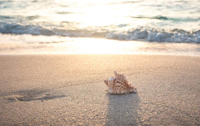 beach, shell, sea, vacations, sand, nature, summer, spiral, coast, summer vacation, beach, beach, shell, summer, summer, summer, summer, summer